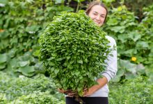 Coltiva il più grande cespuglio di basilico in un vaso con questa guida passo dopo passo