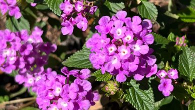 6 Piante Potenti per Eliminare le Erbacce che Devi Avere nel Tuo Giardino