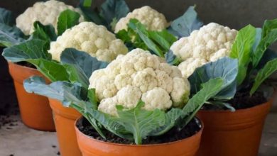 Coltiva il cavolfiore più grande in un vaso con questa guida passo dopo passo
