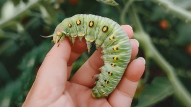 Ho trovato una oruga del pomodoro nel mio giardino e tutto è rovinato. Cosa devo fare ora?