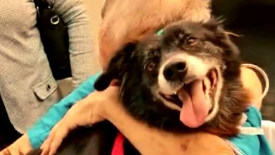 La tristezza si trasforma in gioia: La visita di un animale domestico amato in ospedale si è rivelata curativa per il suo proprietario