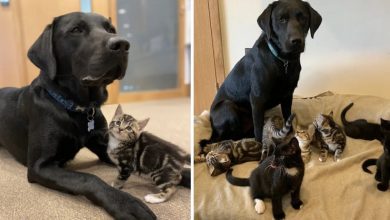 Incontra Bertie, un labrador di un anno del rifugio. Il personale del rifugio ha capito subito quanto fosse grande il cuore di Bertie quando è venuto ad aiutarli a crescere una cucciolata di sette gattini