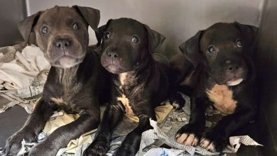 I proprietari precedenti non li volevano… 11 cuccioli abbandonati implorano i visitatori del rifugio di portarli a casa