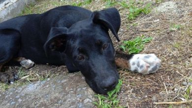 Il Cuore della Soccorritrice si Spezza Dopo Aver Letto una Nota su un Cane che Dorme per Strada