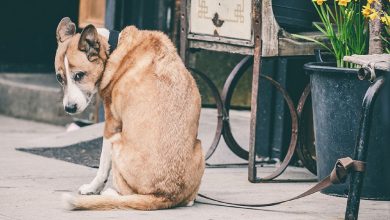 “Il cane guardava implorante ogni passante, ma tutti lo ignoravano. Solo un ragazzo con un cappotto costoso venne in suo soccorso.”
