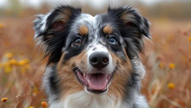 Animali meteorologi. Come gli animali prevedono il tempo?