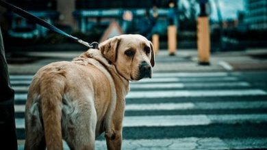 L’ultimo sguardo di un cane fedele che ancora una volta non ha avuto fortuna. Il suo cuore è spezzato, ma spera ancora che qualcuno lo ami e non lo tradisca mai più