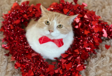 Conosci Axel: Il Gatto di 19 Chili la Cui Perdita di Peso Ti Scioglierà il Cuore