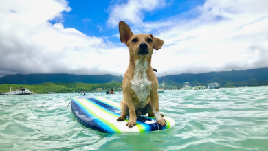 Porto il Mio Cane a Fare Surf Ogni Volta che me lo Chiede — Praticamente Tutti i Giorni