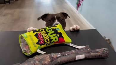 Cani incompresi finalmente possono fare acquisti in tranquillità in questo negozio per animali