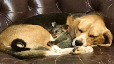 Una Mamma Beagle Ha Adottato un Cucciolo di Opossum e Ha Dimostrato Che l’Amore Vince su Tutto
