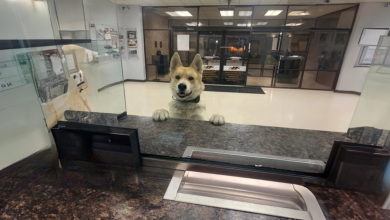 Un Cane Smarrito Entra in una Stazione di Polizia Locale per Dire Che Si È Perso