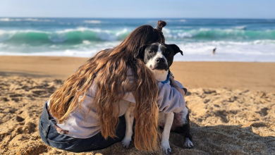L’Amicizia tra Due Pit Bull e un Colibrì Selvatico Sta Conquistando i Cuori su Internet