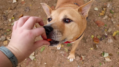 Fotos adorabili mostra un cane anziano trasformarsi in un cucciolo grazie alla sua nuova proprietaria