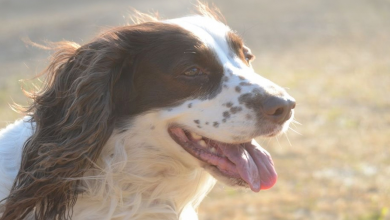 Cane scompare in montagna, ritorna miracolosamente