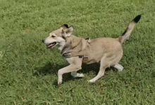 Donna Nota un Cane Inseguendo il suo Taxi — Poi Decide di Cambiargli la Vita