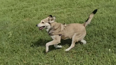 Donna Nota un Cane Inseguendo il suo Taxi — Poi Decide di Cambiargli la Vita
