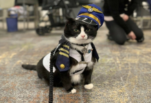 Incontra Duke Ellington – Un Gatto da Terapia che Aiuta con l’Ansia all’Aeroporto Internazionale di San Francisco