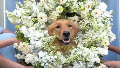 Cani fanno da Damigella e Portatore degli Anelli al matrimonio dei proprietari e fanno dire a tutti gli invitati ‘Aww’