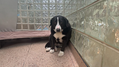 Famiglia Riporta un ‘Cane con il Cuore Spezzato’ al Rifugio Dopo 8 Anni, Ma Una Storia di Amore Trova il Suo Inizio