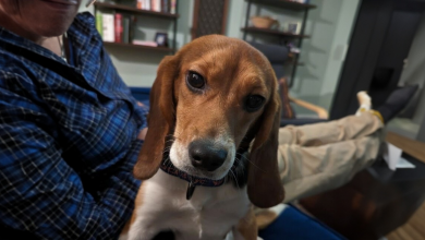 Conosci Dora, la beagle che è stata salvata da un laboratorio e ha avuto una seconda possibilità nella vita