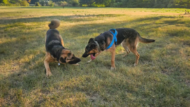 Famiglia Va ad Adottare un Cane, Scopre che Ha un Migliore Amico e Decide di Adottarli Entrambi