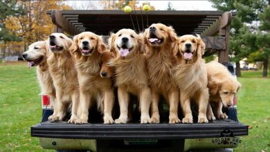 “La gente piange di felicità”: I visitatori accorrono per vivere l’esperienza della “Golden Retriever Hour”