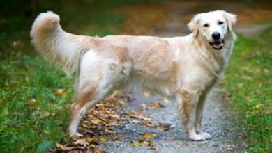 Golden Retriever Controlla il Calendario Ogni Giorno Dopo Aver Trovato il Suo ‘Appuntamento’ da Sogno