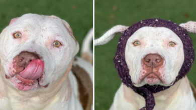 Un cane che ha perso le orecchie riceve delle nuove di lana e finalmente viene adottato