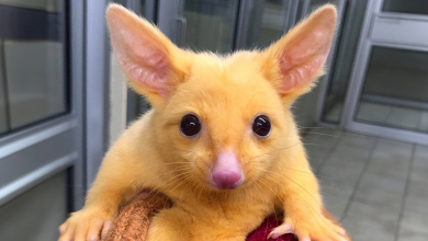 Ragazzo Diventa Virale Dopo Aver Condiviso il Suo Incontro con un Insolito Opossum dal Pelo Dorato