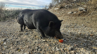 Maialino abbandonato nel mezzo del nulla non riesce a smettere di scodinzolare quando viene trovato