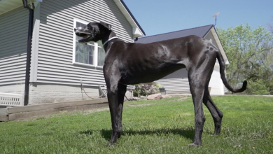 Incontra Kevin, il Cane Vivo Più Alto del Mondo da West Des Moines, Iowa