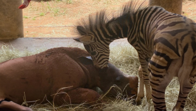 Incontra una zebra cucciola e la sua amica rinoceronte che si sono sostenute nei momenti più difficili
