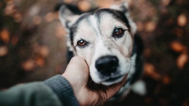 In un mondo pieno di inganni e bugie, il cane è l’unico amico che dice sempre la verità