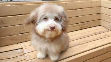 Questo Cane Ha un Volto Simile a Quello di un Essere Umano, e Sta Creando Sensazione Online