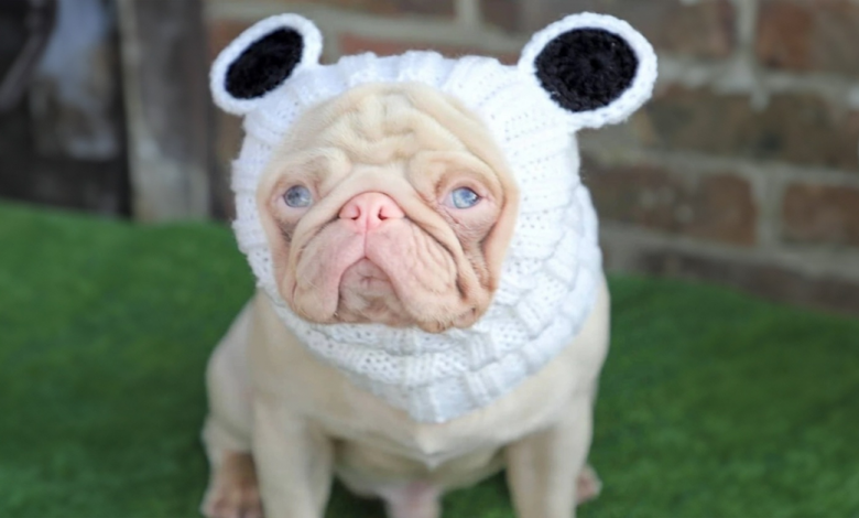 Incontra Milkshake, un Cane Così Raro che Difficilmente Ne Troverai Altri Come Lui nel Mondo (20 Foto) Incontra Milkshake, un Cane Così Raro che Difficilmente Ne Troverai Altri Come Lui nel Mondo (20 Foto)