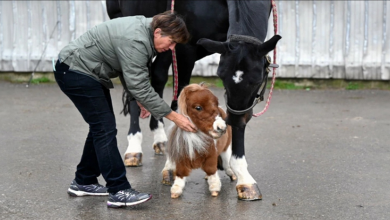 Conosci Pumuckl, il cavallo più piccolo del mondo che potresti facilmente portare in braccio