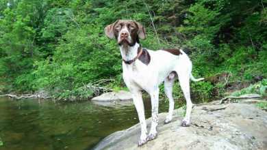 Incontra Ruger, un cane adottato che ha accompagnato il suo migliore amico dal primo giorno di scuola fino alla laurea