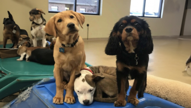 Un Cane Sceglie Solo Cani Pelosi all’Asilo per Fare un Sonnellino su di Loro