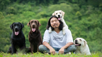 Uomo Condivide Foto Divertenti e Adorabili di Guidare Con e Essere Guidato dai Suoi Adorabili Cani