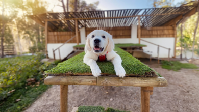 È narcisista e ne è felice: questa cagnolina non va da nessuna parte senza il suo outfit