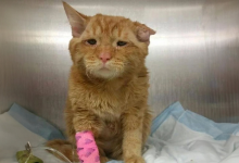 La storia del “gatto più triste del mondo” che ha avuto una seconda possibilità quando stava per arrendersi