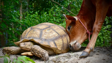 Incontra Simone e Leonardo, un vitello disabile e una tartaruga gigante che sono sempre lì l’uno per l’altro