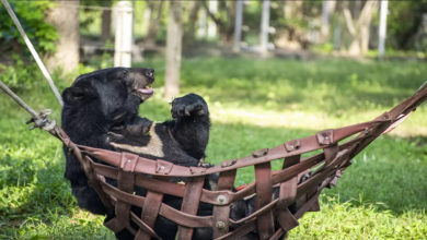 Orso salvato con 3 zampe si rilassa sull’amaca alla stessa ora ogni giorno