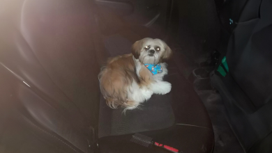 Tassista scopre che un passeggero ha lasciato un cane con una nota nel retro del taxi