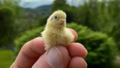 Il Contadino Ha Filmato il Momento Adorabile in Cui le Sue Neonate Quaglie Hanno Causato una Mini Fuga nella Sua Casa