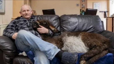 L’asino del contadino si comporta come un cane dopo aver vissuto mesi in casa con i cani di famiglia