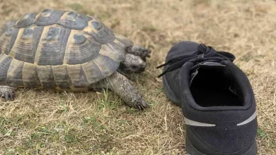 Questa Tartaruga Attacca Tutte le Scarpe Nere Che Gli Si Avvicinano – GUARDA per un Sorriso