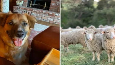 Cane Lanciato Fuori da un’Auto in un Incidente Trovato a Radunare Pecore in una Fattoria Vicina
