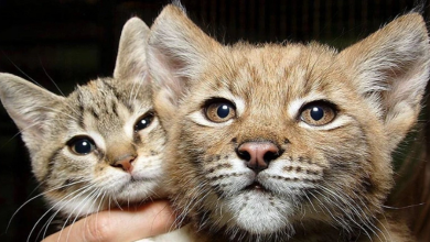 Un gatto ha fatto amicizia con una lince selvaggia in uno zoo, e ora sono inseparabili da 12 anni!